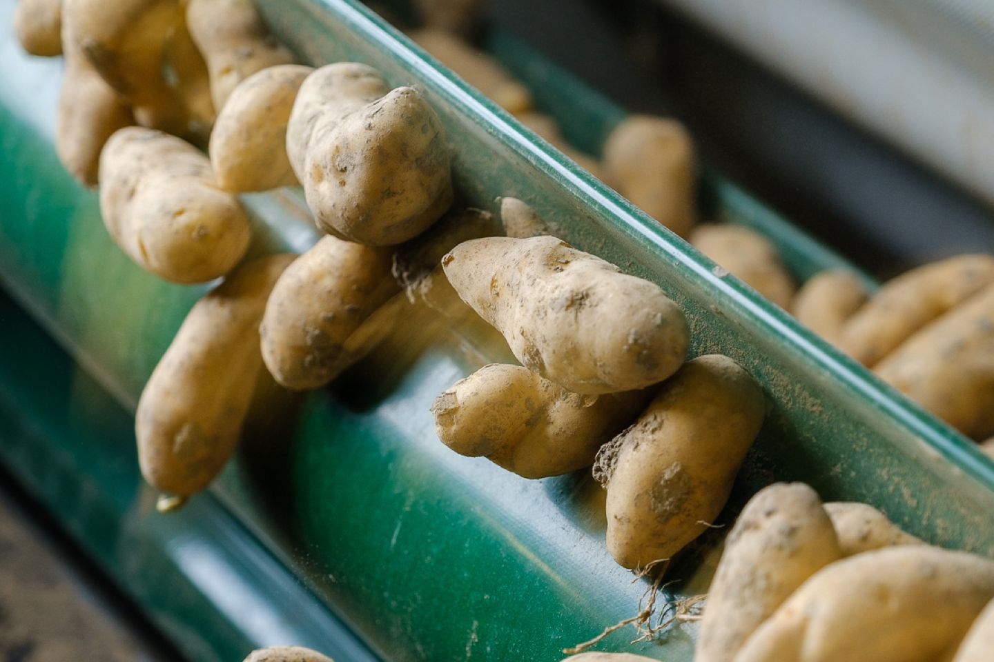 De Aardappelboer - Foto door Rogier Bos